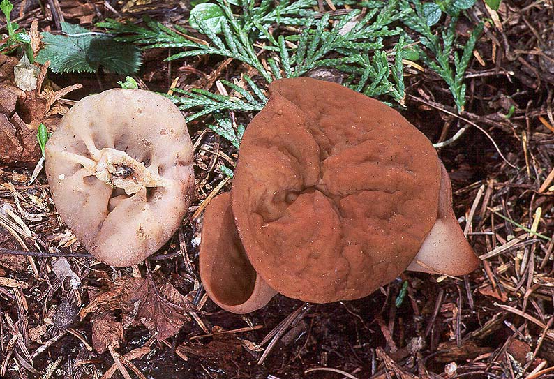 Gyromitra ancilis